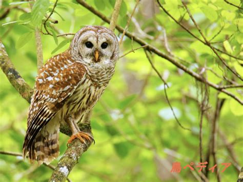 フクロウの生態や鳴き声・生息地・日本での種類等について