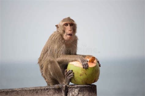 Monkeys eating stock image. Image of real, portrait, crab - 65107137