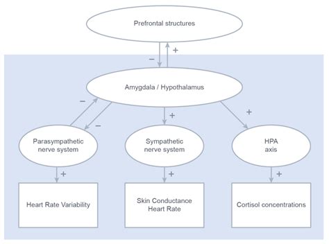 Healthcare Free Full Text Associations Between Autonomic And