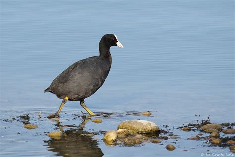 Foulque macroule Eurasian Coot Fulica atra Décines C Flickr