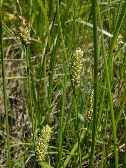 Woolly Sedge Carex Pellita