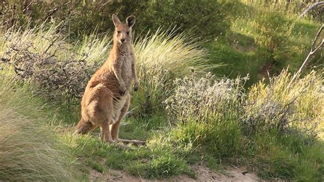 Kangaroo Wallaby - Australian Wildlife 1276935 Stock Video at Vecteezy