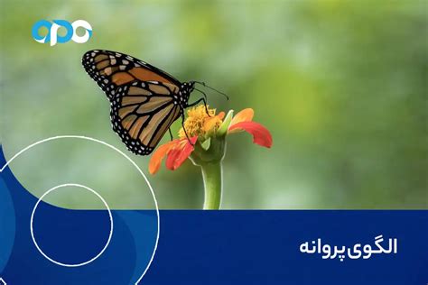 الگوی پروانه چیست نحوه معامله با butterfly pattern چگونه است