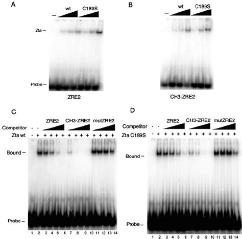 Zta Wt And C189s Have Similar Affinity For Methylated Zre Dna Emsa