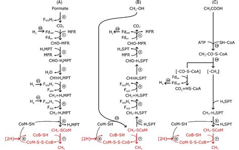 Pathways Of Methanogenesis A Methanogenesis From H 2 Co 2 Or Download Scientific Diagram