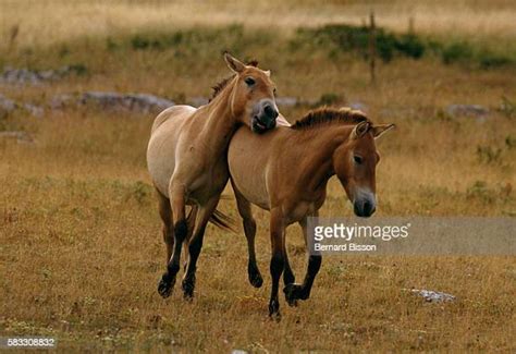 Przewalski Horse Photos and Premium High Res Pictures - Getty Images