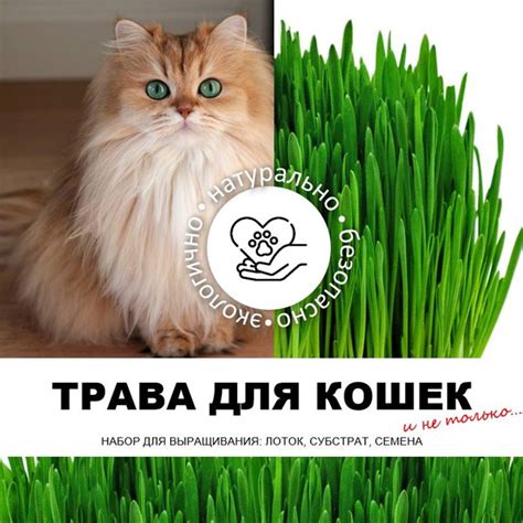 Трава для кошек, трава для питомцев, набор для выращивания, овёс для ...