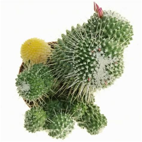 Mammillaria Spinosissima Cv Un Pico F Mostruosa Variegata Cm