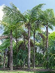 Caryota Obtusa Monaco Nature Encyclopedia