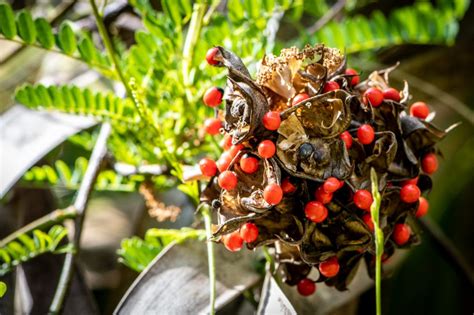 Rosary Pea Abrus Precatorius The Lazy Naturalist Sarasota Florida