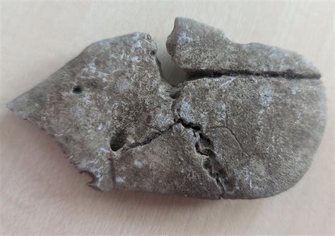 Found in an area where multiple fossils were found. Odd formation or