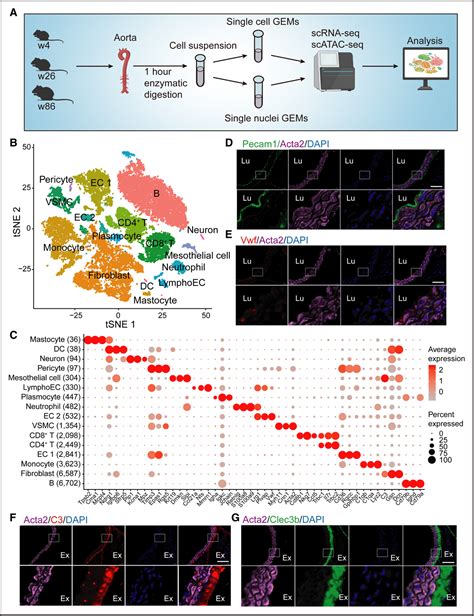 Figure 2 From Single Cell Rna Sequencing And Assay For Transposase