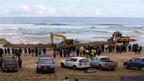 Whale Stranding | A Gallery from News | RNZ