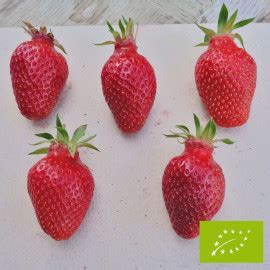 Plant De Fraisier Bio Gariguette Racines Nues