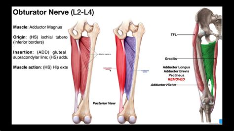 The Thigh Muscles Of The Medial Compartment Adductors Youtube