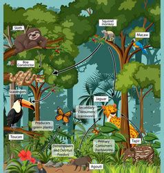 Food chain diagram concept on forest background Vector Image