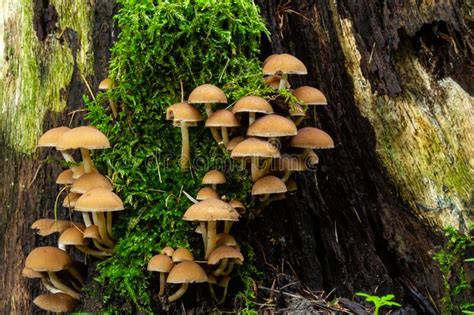 Mushrooms Group Kuehneromyces Mutabilis On A Tree Stump Stock Image