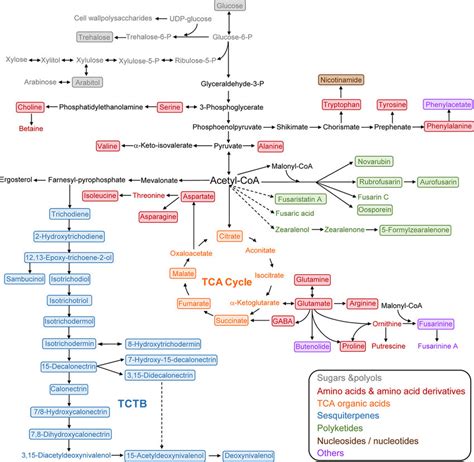 Overview Of Metabolic Pathways Indicating The Relationship Between The