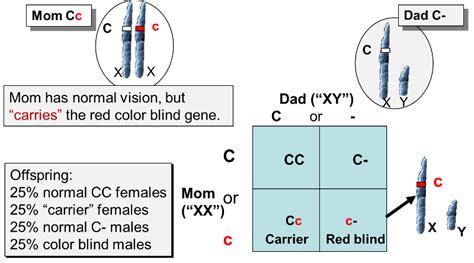 Mendel Genetics Punnett Square