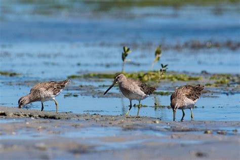 Projeto Aves Migrat Rias Engaja Comunidades Litor Neas Do Rn Eco