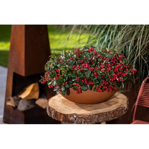 Golteria Winter Pearls Big Berry Gaultheria Procumbens