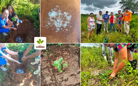 Projeto De Conserva O Do Cumaru Inicia Fase De Plantio Das Mudas Na