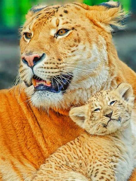 lion tiger hybridization