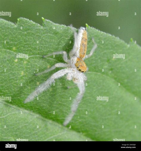 White jawed jumping spider hi-res stock photography and images - Alamy