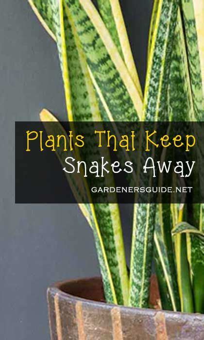 Best Plants That Repel Snakes Gardeners Guide Artofit