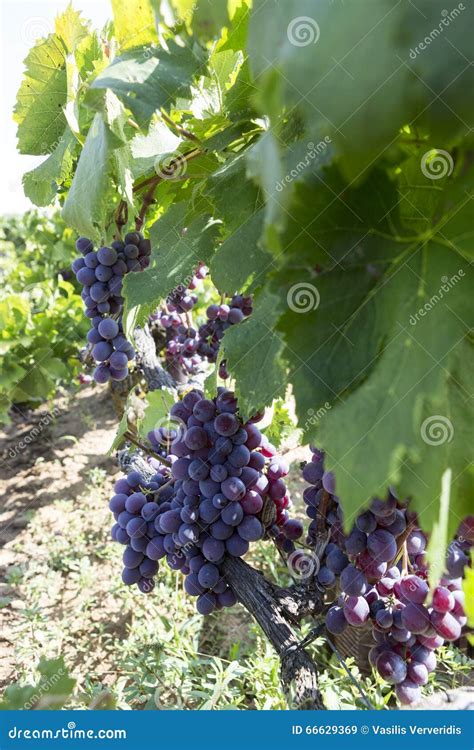 Grupos Das Uvas Do Vinho Tinto Que Penduram No Vinho No Fim Da Tarde