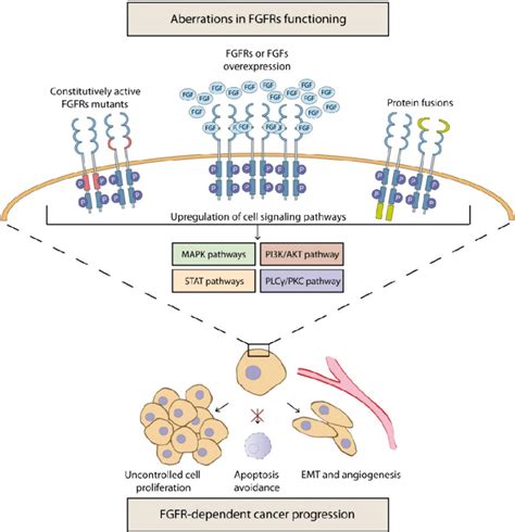 FGFRs Mediated Mechanisms Of Cancer Development And Progression