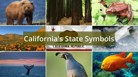 What are California’s State Symbols? - Foreign USA