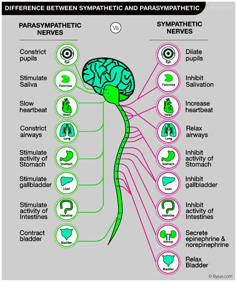 Difference Between Sympathetic And Parasympathetic Nervous System ...