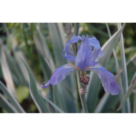 Iris Pallida Variegata