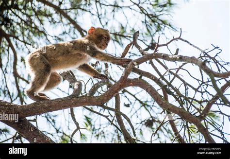 Baby monkey on a tree Stock Photo - Alamy