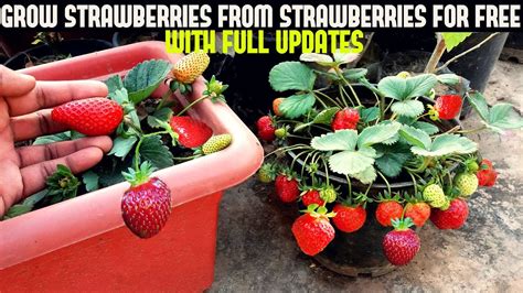 How To Grow Strawberries From A Seed