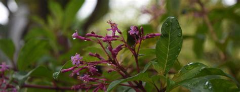 Encinitas Botanic Garden - Terry Ambrose