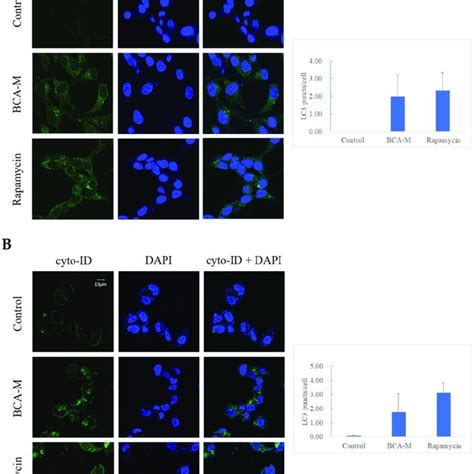 Fluorescent Micrographs Showing Green Punctate Signals That Represent