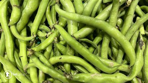 Broad Beans Dream Meaning Best Meanings