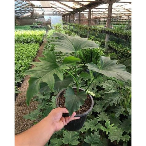 Jual Tanaman Hias Hidup Philodendron Selloum Jari Shopee Indonesia