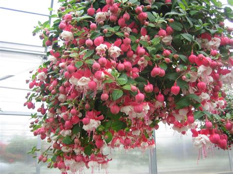 How To Grow Fuchsias Indoors Learn About Fuchsia Plant Care Indoors Artofit