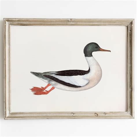 Antique Duck Prints - Etsy