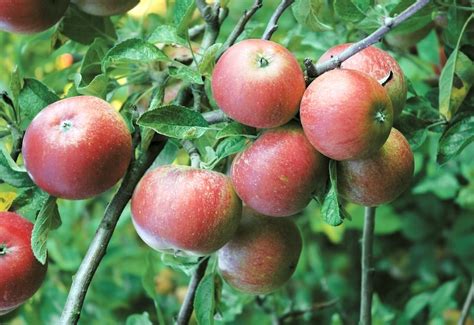 Naked Rooted Fruit And Nut Timber Batang Tabon