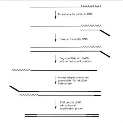 Diagram Of Cdna Synthesis Technique By Pcr The Steps Used To Amplify