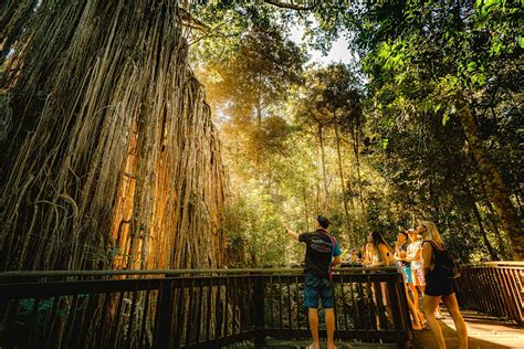 Waterfall And Rainforest Tour Tourstore