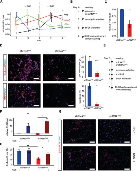 Rus Is Involved In Neuronal Differentiation Of Murine Embryonic