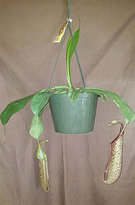 Buy Nepenthes Miranda Hybrid Live Carnivorous Pitcher Plant Large In