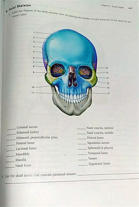 Solved Skeleton Axial Muly Ossicle Double The Dkt Of The Skull