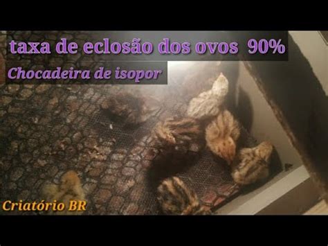 Chocadeira Feita De Isopor Olha Quantos Pintinhos De Codorna Gigante