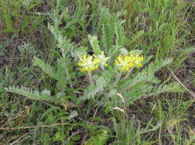 Астрагал шерстистоцветковый (Astragalus dasyanthus)